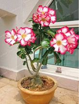 1 Pcs/Bag Desert Rose Bonsai,100% True Bonsai Adenium Obesum Office Indoor  - £10.08 GBP