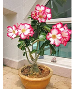 1 Pcs/Bag Desert Rose Bonsai,100% True Bonsai Adenium Obesum Office Indoor  - £9.87 GBP