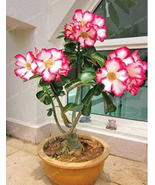 1 Pcs/Bag Desert Rose Bonsai,100% True Bonsai Adenium Obesum Office Indoor  - $12.62