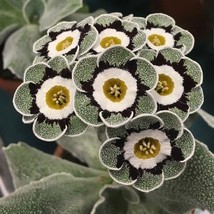 Primula Auricula Stubbs Tartan Flower, 15 Seeds D - £8.24 GBP