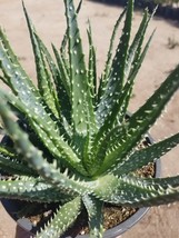 1 Gal. Aloe Humilis - £23.98 GBP