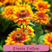 7565 zinnia yellow pop thumb200