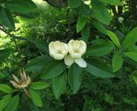 Silver Mist Sweetbay Magnolia STARTER Plant - $25.47