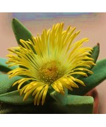 BRN Pleiospilos Compactus Mesemb Mesembs Rock Living Stones Seed 50 Seed... - $26.27 CAD