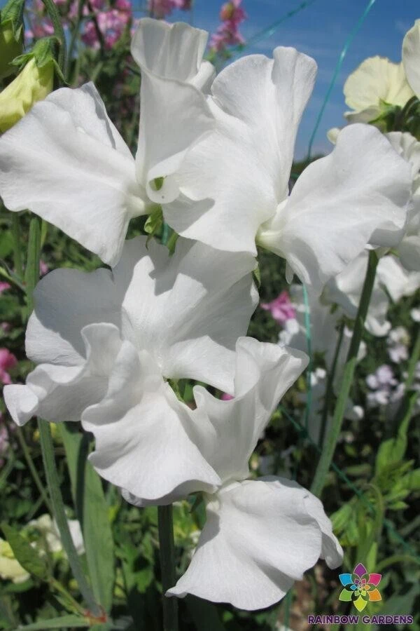 50 Glasnevin Sweet Pea Seeds Fresh USA Garden - $10.06
