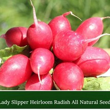 USA Seller Fresh Radish Lady Slipper Radish 100 Seeds Good Flavor Garden... - $19.36