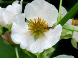 500 White Broadleaf Arrowhead Sagittaria Latifolia Pond Wetland Flower Seeds Gar - $12.00