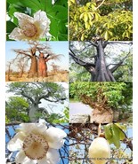 ADANSONIA DIGITATA rare BAOBAB bottle tree bonsai exotic flowering seed 50 seeds - $34.64