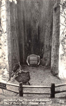 Redwood Hwy Ca ~ Alberi Di Mistero Park ~ Cathedral Shrine ~ Vero Foto Cartolina - £7.48 GBP