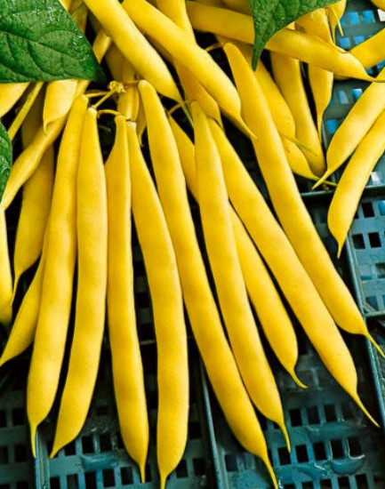 1 Lb Yellow Bean Seeds Gold Crop Beans Bush Beans 1400Ct New Fresh US Sh... - $65.50