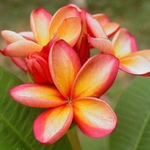 5 Orange Pink Plumeria Seeds Plants Flower Lei Hawaiian Seed Bloom 209 Gardening - $15.98