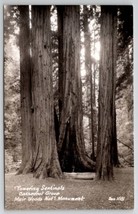 RPPC Tower Sentinals Cathedral Grove Muir Woods Nat&#39;l Monument CA Postcard B31 - £7.94 GBP