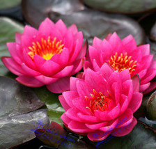 5 Professional Packs 1 Seeds pack Mini Red Water Lily Nymphaea Flower Se... - $4.68