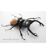 Real Stag Beetle Odontolabis Lacordairei Framed Entomology Collectible S... - $1,467.34 MXN