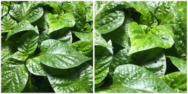 4 Live 75 + Day Old Super Hot Pepper Plants - A01 - £58.45 GBP