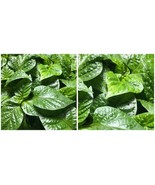 4 LIVE 75 + DAY OLD SUPER HOT PEPPER PLANTS - A01 - £58.06 GBP