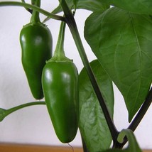 New Seeds Mpb#11 Jalapeno Pepper Seeds Tam Jalapeno Chili Pepper Mild Heat 25 Th - £12.26 GBP