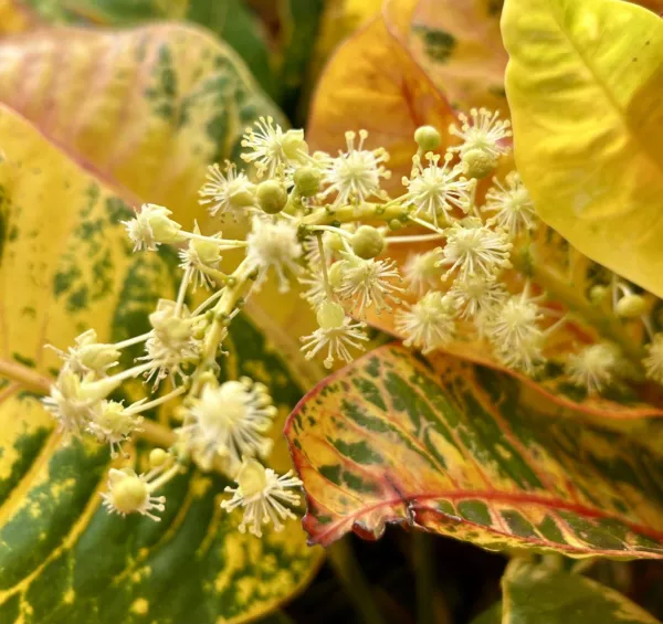 Yellow Fire Croton, Variegated Croton, Codiaeum Variegatum 5 Seeds 2024 Usa Fres - £18.05 GBP