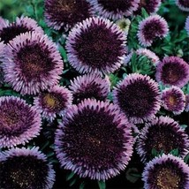 Aster Pompon Blue Moon 50 NON GMO Seeds - £5.45 GBP