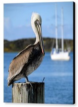 Pelican On A Post Morro Bay by Barbara Snyder Seascape Wildlife Canvas 16x20 - £154.03 GBP