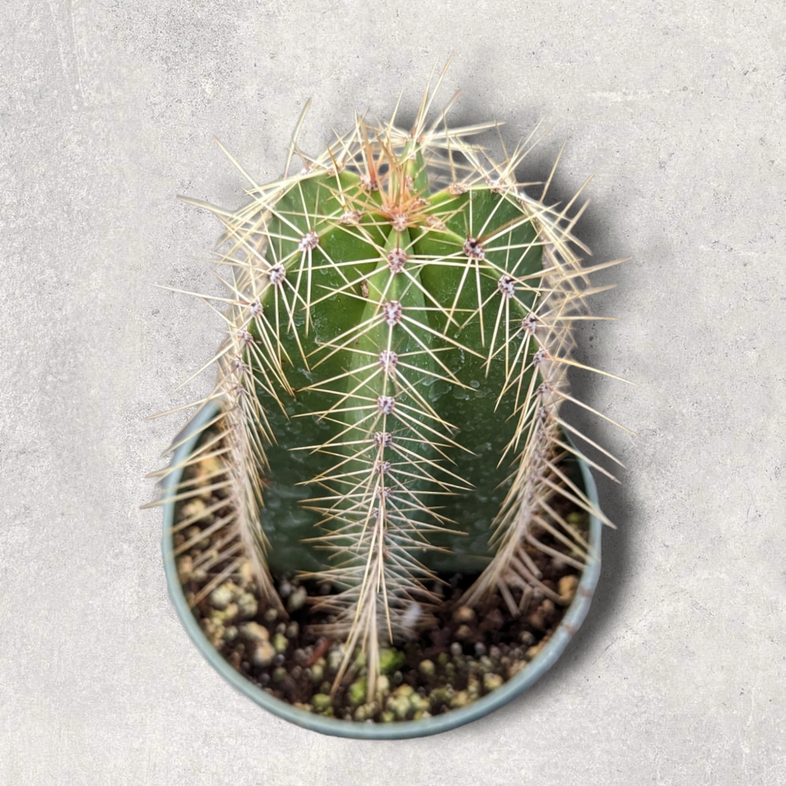 Isolatocereusdumortieri Succulent Plant - $18.69