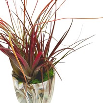 Mini Tillandsia Garden, in a Ceramic Pot, Hand Crafted and Sculpted, Air Plant G - $21.29