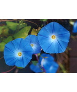 250 Morning Glory Heavenly Blue Flower Seeds - £11.72 GBP