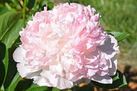 10 Seeds Caifeng&#39; Pinkish White Peony - $9.98