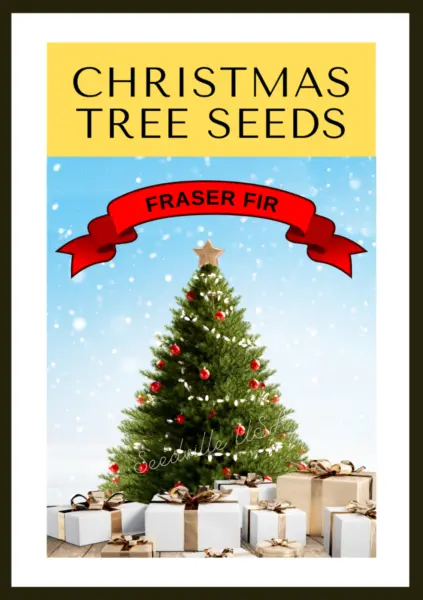 Grow Your Own Christmas Tree Fraser Fir ( Abies Fraseri ) Gift Seed Packet Fresh - £7.99 GBP
