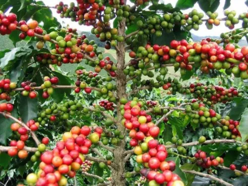 Coffea Arabica &#39;Kona&#39; Mountain Coffee 4 Authentic Seeds Garden - £10.37 GBP