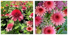 Raspberry Truffle Coneflower - Echinacea - 2.5&quot; Pot Plant Garden - $40.98