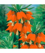 400 Seeds Red Yellow Imperial Crown Fritillaria Imperialis Lutea - $14.97