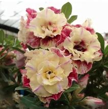 5 Pcs Desert Rose Flower Seeds #MNGS - £19.92 GBP