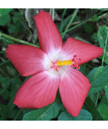 ArfanJaya 20_Seeds Abelmoschus moschatus Abelmosk Ambrette Annual hibiscus - £14.42 GBP