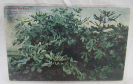 Color Postcard Magnolia Fig Tree Gulf Coast Money Maker Texas Industry - £2.31 GBP