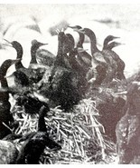 Double Crested Cormorants In Rookery Manitoba 1936 Bird Print Nature DWU13 - $27.42 CAD