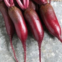 Cylindra Beet Seeds Large Long Beet Great For Canning US Seller Fast Shipping - $6.48