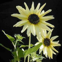 25 Italian White Sunflower Helianthus Debilis Flower Seeds Fresh Gardening USA S - $10.60