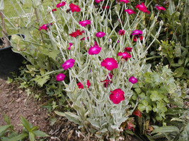 SD 150 Seeds Pink Rose Campion Sun Perennial Groco* Fast Grow - $173.81 MXN