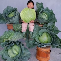 CABBAGE PREMIUM LATE FLAT DUTCH, 300 SEEDS R - $267.26 MXN