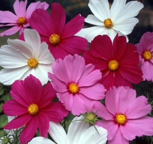 Cosmos Flower Seeds 100+ Sensation Mix White Red Purple Annual Fresh Seeds - £5.00 GBP