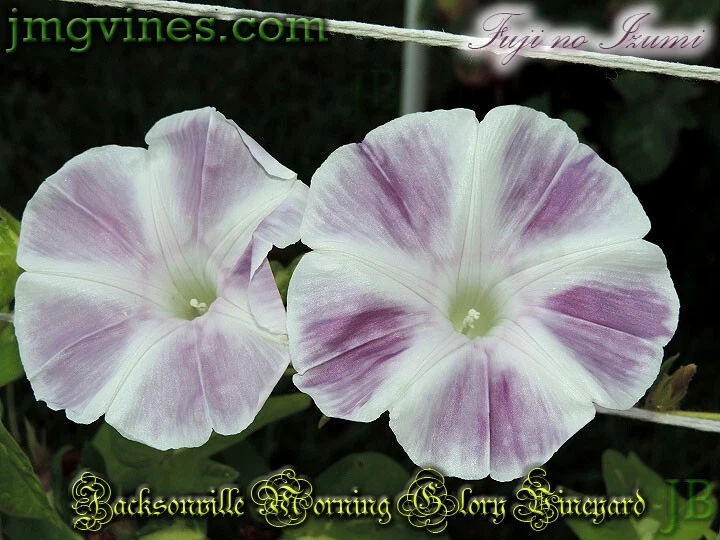 Fuji no Izumi Japanese Morning Glory 6 Qty - $16.11