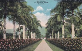 Royal Palms Hibiscus Hedge Honolulu Hawaii HI Postcard N05 - $2.99