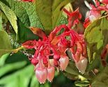 SALAL 1001 SEEDS GAULTHERIA SHALON HARDY EVERGREEN SHRUB EDIBLE BERRIES - $18.22 CAD SALAL 1001 SEEDS GAULTHERIA SHALON HARDY EVERGREEN SHRUB EDIBLE BERRIES - $18.22 CAD