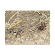 Funny Widow Spider Silly Widow Spider Scene Couple Wall Art Ready to Hang Unfra - £57.12 GBP+