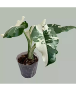Live Plant Alocasia ‘Okinawa Silver’ Starter Plant  - $49.22 CAD