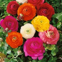 Ranunculus Seed Persian Buttercup Mix Flower Seeds 40 Seeds Fresh Seeds Fast Shi - £15.80 GBP