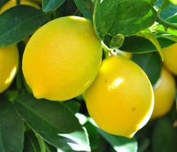 California only! Improved Meyer Semi-Dwarf Lemon 18-36 inches tall, grafted plan - £101.49 GBP