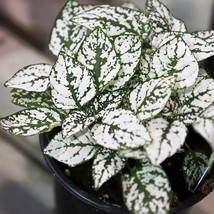 White Splash Polka Dot Plant Starter Plant USA Fast Shipping - $43.96