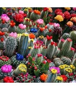 BS Mixed Multicolor Cactus Seeds 100 Fast Grow - €10,57 EUR